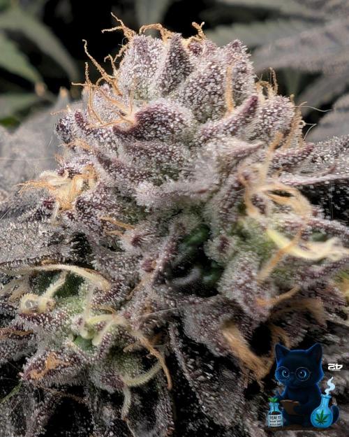 FEM 11 Photo Tester - Catlife420. Week 15 - 2-5  
Day 104  
Day 58