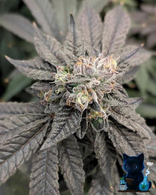 FEM 11 Photo Tester - Catlife420. Week 16 - 2-11  
Day 110  
Day 64