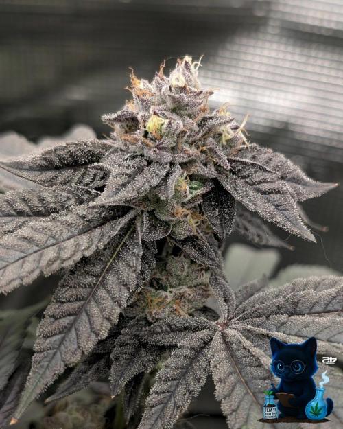 FEM 11 Photo Tester - Catlife420. Week 16 - 2-11  
Day 110  
Day 64