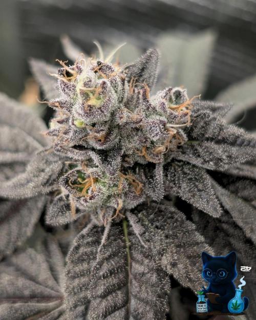 FEM 11 Photo Tester - Catlife420. Week 16 - 2-11  
Day 110  
Day 64