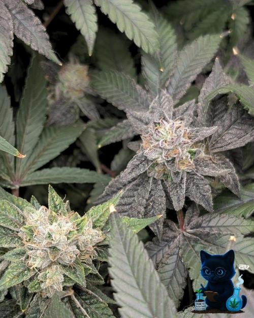 FEM 11 Photo Tester - Catlife420. Week 16 - 2-11  
Day 110  
Day 64