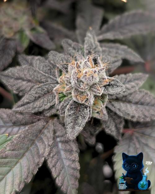 FEM 11 Photo Tester - Catlife420. Week 16 - 2-13  
Day 112 
Day 66