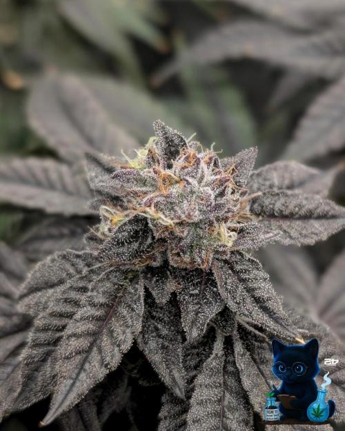 FEM 11 Photo Tester - Catlife420. Week 16 - 2-13  
Day 112 
Day 66