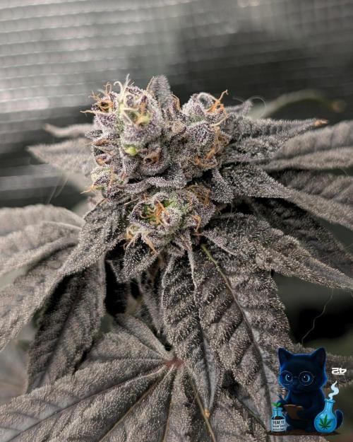 FEM 11 Photo Tester - Catlife420. Week 16 - 2-13  
Day 112 
Day 66