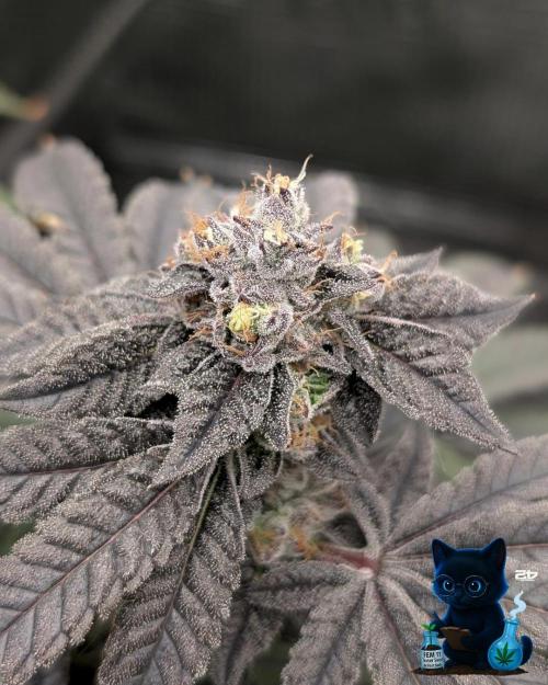 FEM 11 Photo Tester - Catlife420. Week 16 - 2-13  
Day 112 
Day 66