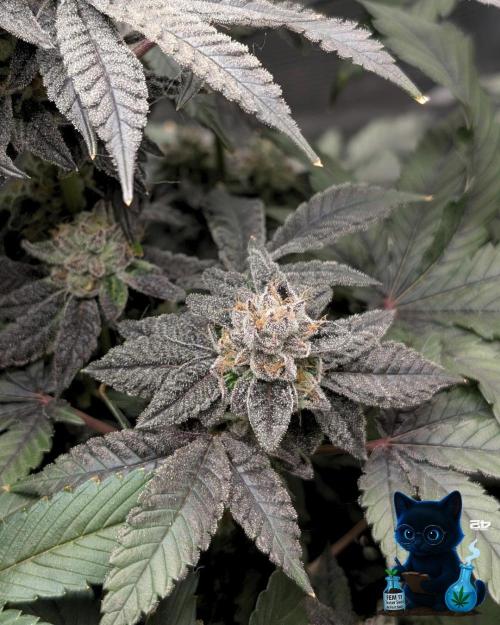 FEM 11 Photo Tester - Catlife420. Week 16 - 2-13  
Day 112 
Day 66