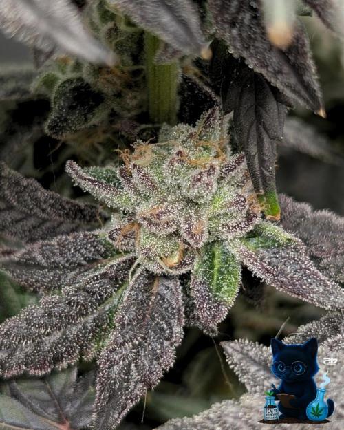 FEM 11 Photo Tester - Catlife420. Week 16 - 2-13  
Day 112 
Day 66