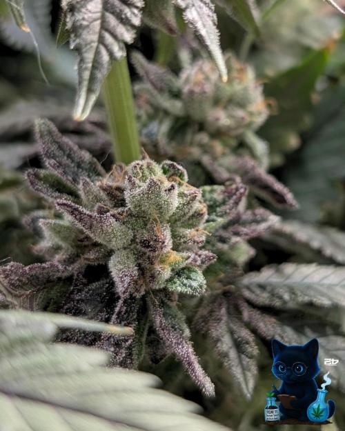 FEM 11 Photo Tester - Catlife420. Week 16 - 2-13  
Day 112 
Day 66