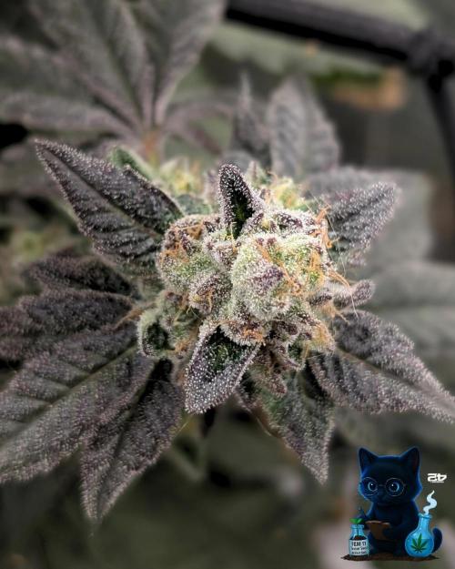 FEM 11 Photo Tester - Catlife420. Week 16 - 2-13  
Day 112 
Day 66