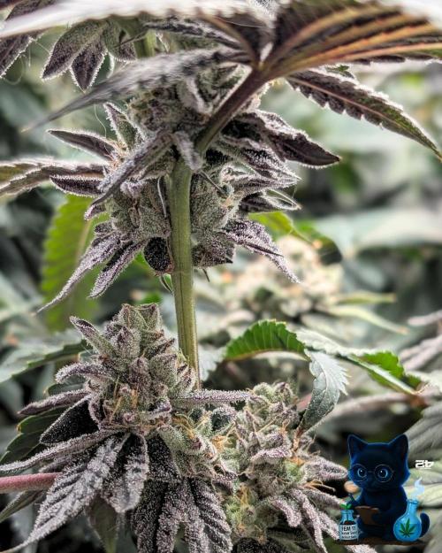 FEM 11 Photo Tester - Catlife420. Week 16 - 2-13  
Day 112 
Day 66