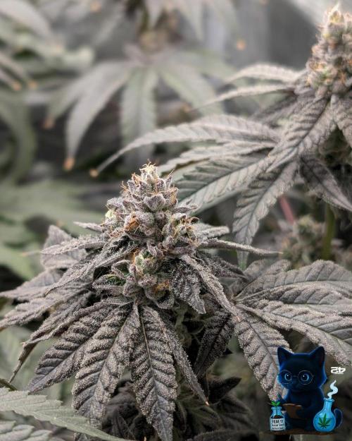 FEM 11 Photo Tester - Catlife420. Week 16 - 2-13  
Day 112 
Day 66