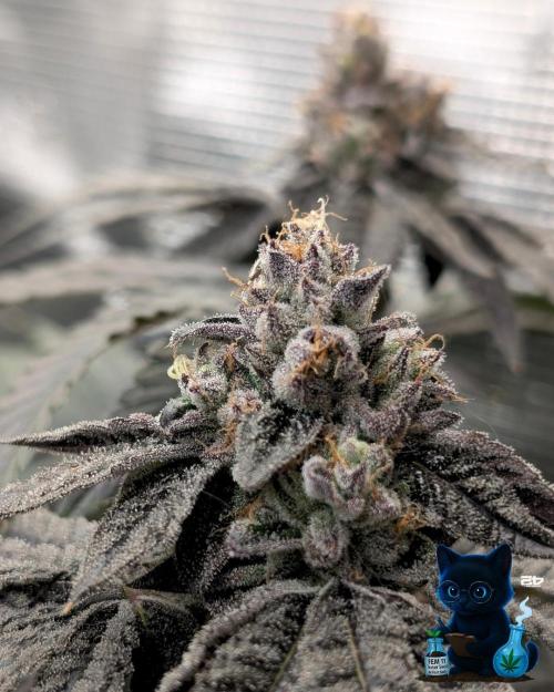 FEM 11 Photo Tester - Catlife420. Week 16 - 2-13  
Day 112 
Day 66