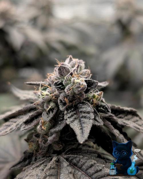 FEM 11 Photo Tester - Catlife420. Week 16 - 2-13  
Day 112 
Day 66