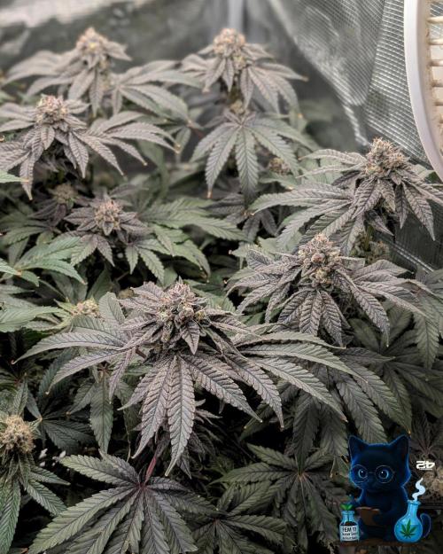 FEM 11 Photo Tester - Catlife420. Week 16 - 2-13  
Day 112 
Day 66
