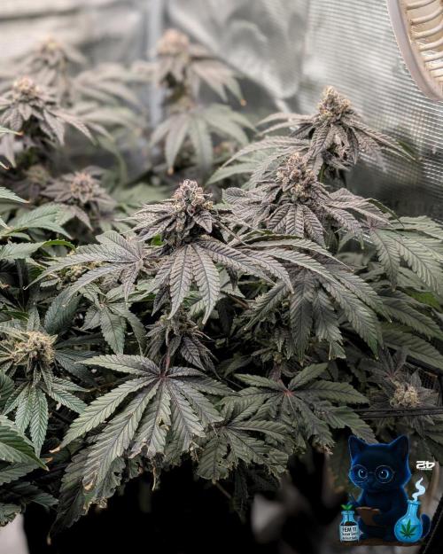 FEM 11 Photo Tester - Catlife420. Week 16 - 2-13  
Day 112 
Day 66