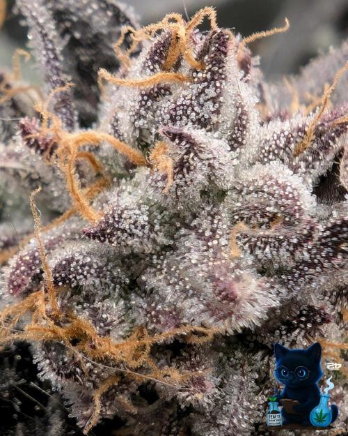 FEM 11 Photo Tester - Catlife420. Week 17 - Day 20  
Day 119  
Day 73