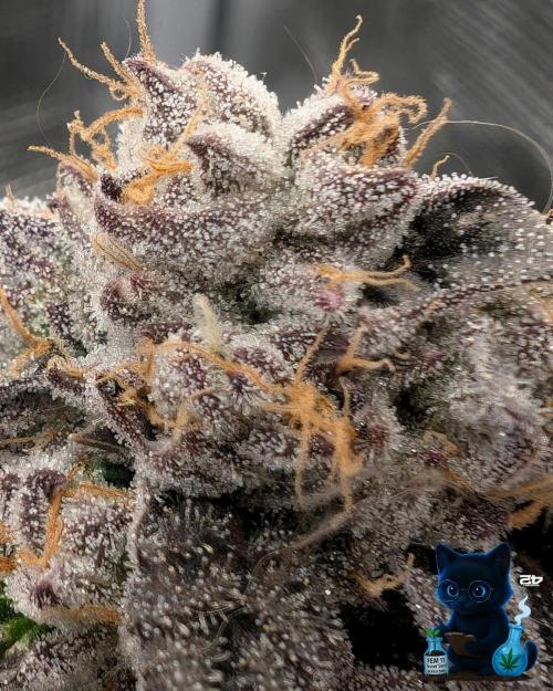 FEM 11 Photo Tester - Catlife420. Week 17 - Day 20  
Day 119  
Day 73