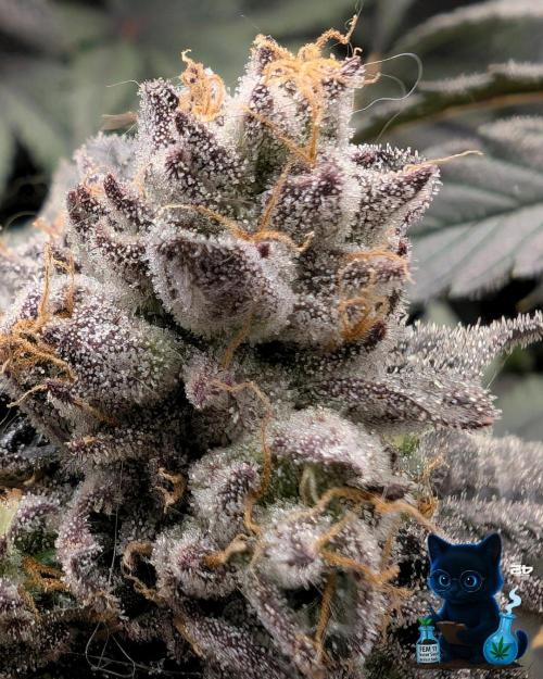 FEM 11 Photo Tester - Catlife420. Week 17 - Day 20  
Day 119  
Day 73