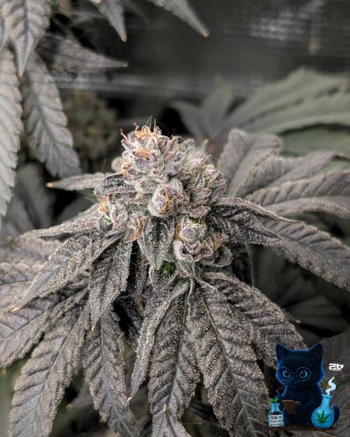 FEM 11 Photo Tester - Catlife420. Week 18 - 2-22  
Day 121  
Day 75
