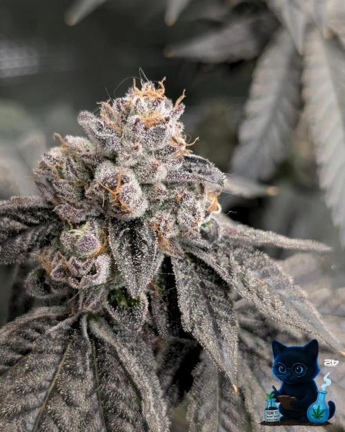 FEM 11 Photo Tester - Catlife420. Week 18 - 2-22  
Day 121  
Day 75
