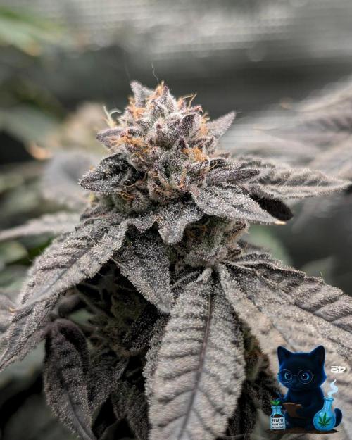 FEM 11 Photo Tester - Catlife420. Week 18 - 2-22  
Day 121  
Day 75