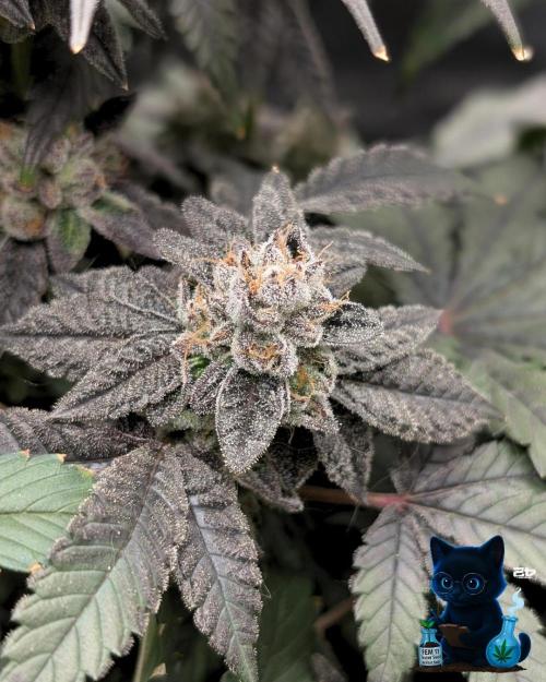 FEM 11 Photo Tester - Catlife420. Week 18 - 2-22  
Day 121  
Day 75
