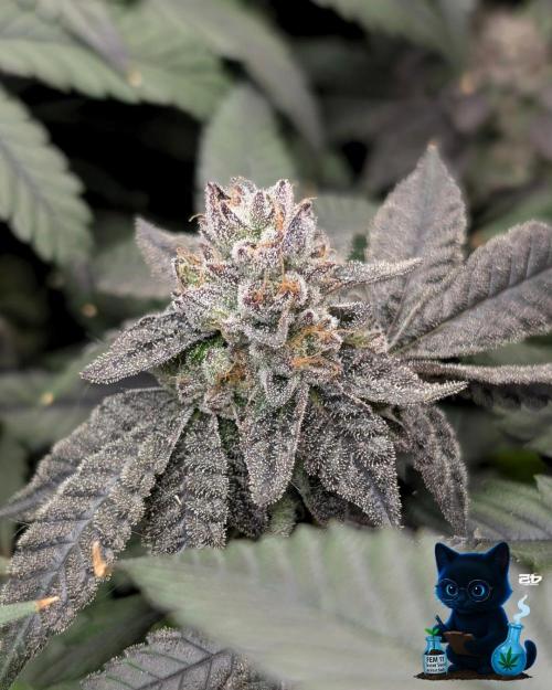 FEM 11 Photo Tester - Catlife420. Week 18 - 2-22  
Day 121  
Day 75