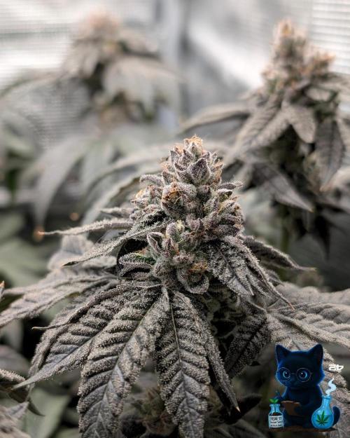 FEM 11 Photo Tester - Catlife420. Week 18 - 2-22  
Day 121  
Day 75