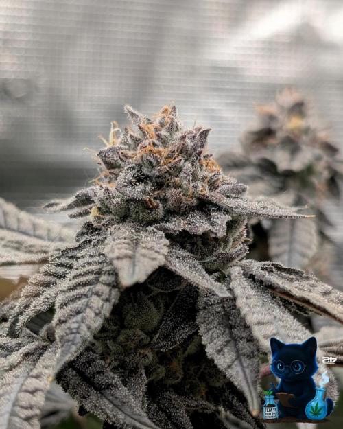 FEM 11 Photo Tester - Catlife420. Week 18 - 2-22  
Day 121  
Day 75