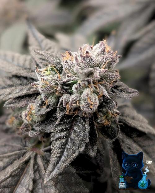 FEM 11 Photo Tester - Catlife420. Week 18 - 2-22  
Day 121  
Day 75
