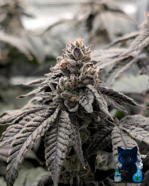 Fast Buds - FEM 11 Photo Tester Seed door FatnastyzBudz