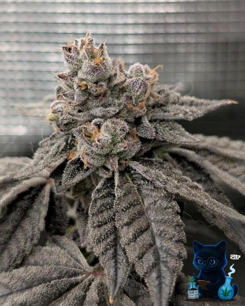 FEM 11 Photo Tester - Catlife420. Week 18 - 2-22  
Day 121  
Day 75