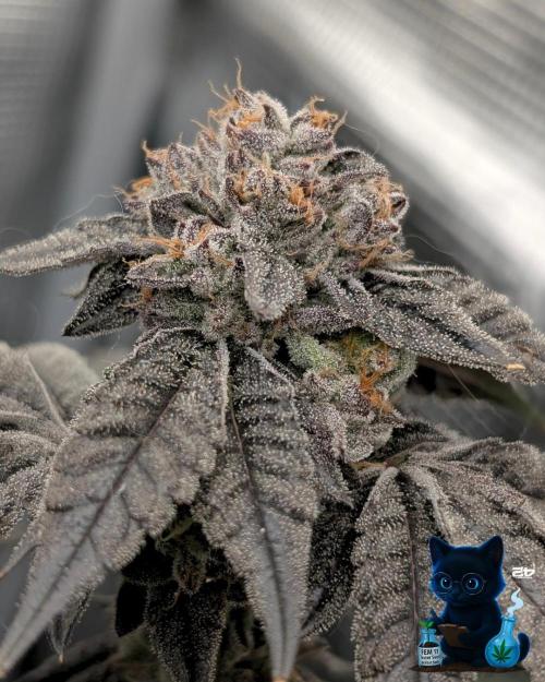 FEM 11 Photo Tester - Catlife420. Week 18 - 2-22  
Day 121  
Day 75