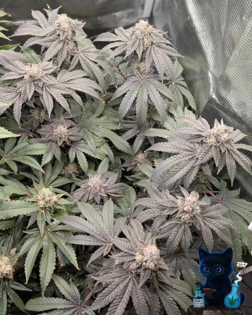 FEM 11 Photo Tester - Catlife420. Week 18 - 2-22  
Day 121  
Day 75