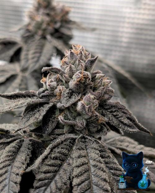 FEM 11 Photo Tester - Catlife420. Week 18 - 2-24  
Day 123  
Day 77