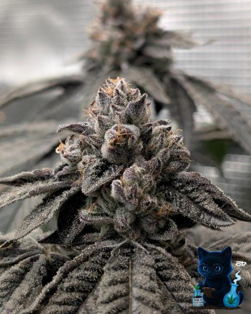 FEM 11 Photo Tester - Catlife420. Week 18 - 2-24  
Day 123  
Day 77