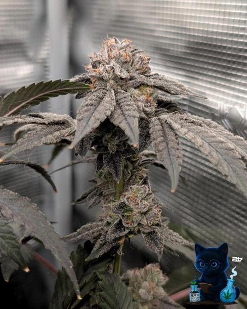 FEM 11 Photo Tester - Catlife420. Week 18 - 2-24  
Day 123  
Day 77