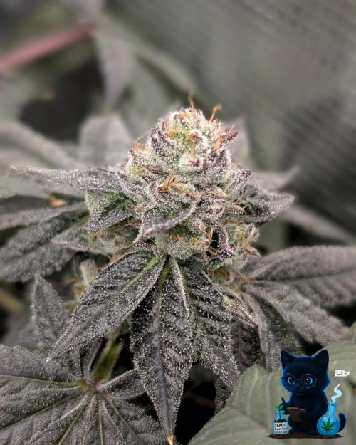 FEM 11 Photo Tester - Catlife420. Week 18 - 2-24  
Day 123  
Day 77