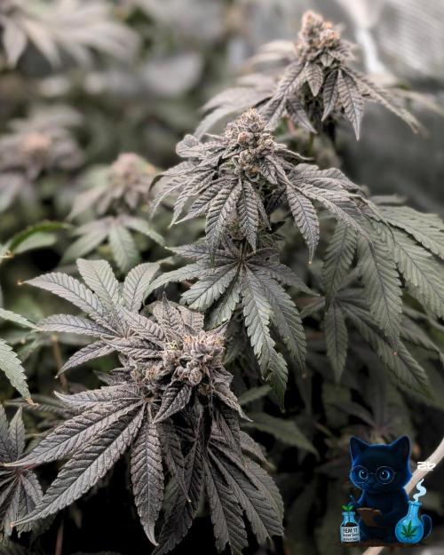 FEM 11 Photo Tester - Catlife420. Week 18 - 2-24  
Day 123  
Day 77