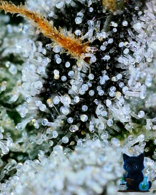 FEM 11 Photo Tester - Catlife420. Week 19 - 3-3  
Day 130  
Day 84