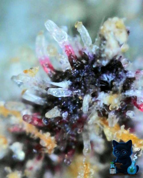FEM 11 Photo Tester - Catlife420. Week 19 - 3-3  
Day 130  
Day 84