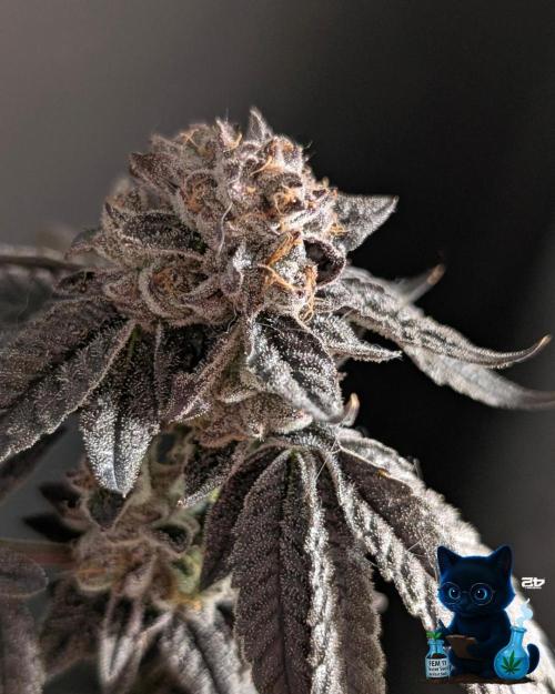 FEM 11 Photo Tester - Catlife420. Week 19 - 3-3  
Day 130  
Day 84