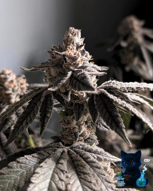 FEM 11 Photo Tester - Catlife420. Week 19 - 3-3  
Day 130  
Day 84