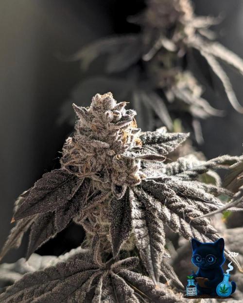 FEM 11 Photo Tester - Catlife420. Week 19 - 3-3  
Day 130  
Day 84