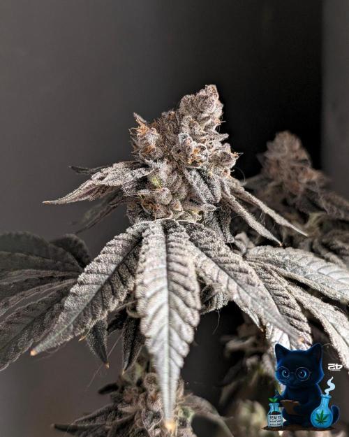 FEM 11 Photo Tester - Catlife420. Week 19 - 3-3  
Day 130  
Day 84