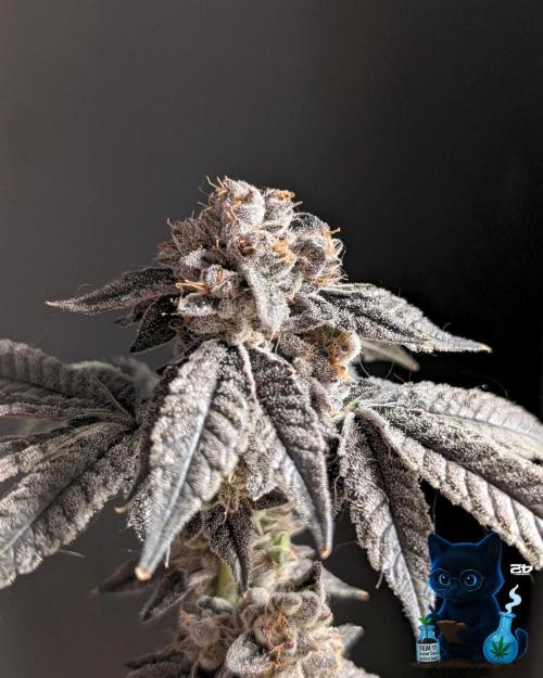 FEM 11 Photo Tester - Catlife420. Week 19 - 3-3  
Day 130  
Day 84