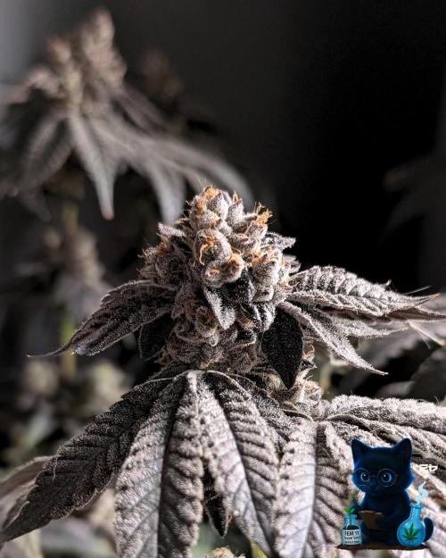 FEM 11 Photo Tester - Catlife420. Week 19 - 3-3  
Day 130  
Day 84