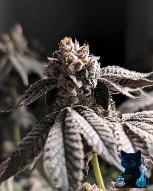 FEM 11 Photo Tester - Catlife420. Week 19 - 3-3  
Day 130  
Day 84