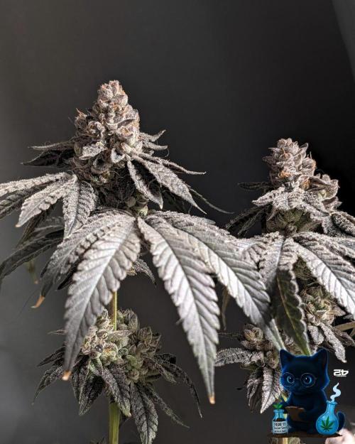 FEM 11 Photo Tester - Catlife420. Week 19 - 3-3  
Day 130  
Day 84