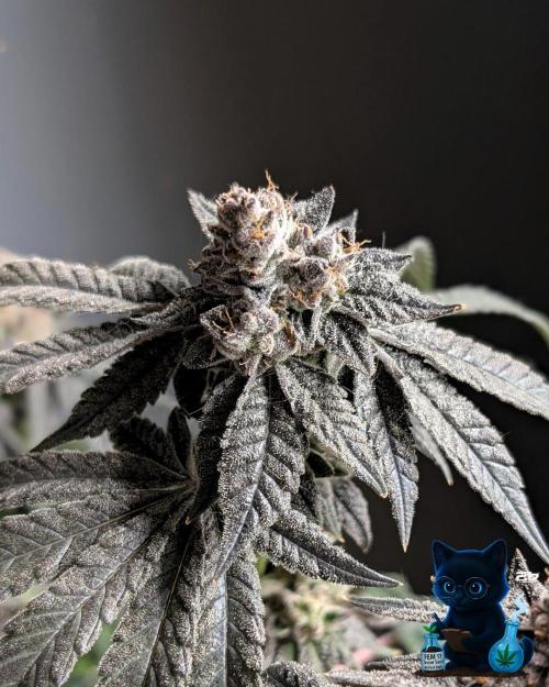FEM 11 Photo Tester - Catlife420. Week 19 - 3-3  
Day 130  
Day 84